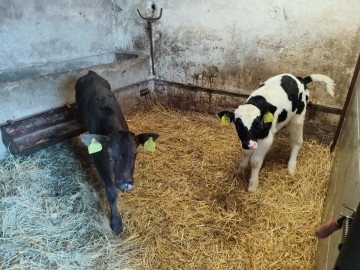 8 sztuk  byczka Polskiego