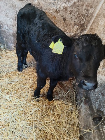 8 sztuk  byczka Polskiego