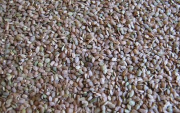 Sprzedam seradelę (saladerę )