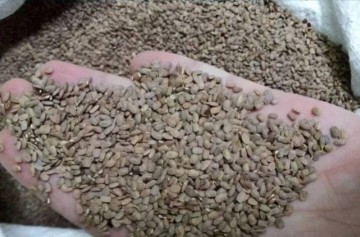 Sprzedam seradelę (saladerę )