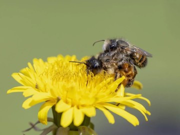 Pszczoła murarka - kokony