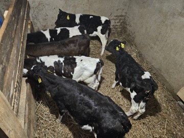 Sprzedam jał&oacute;weczki