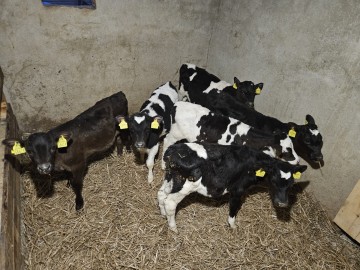 Sprzedam jałóweczki