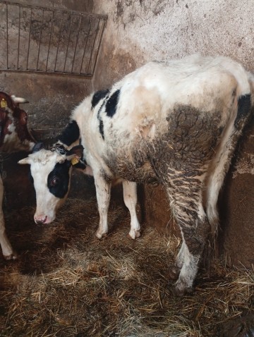 Sprzedam byczki i jał&oacute;wki