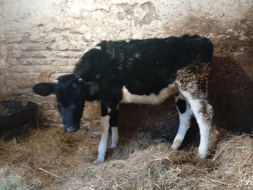Sprzedam byczki i jałówki