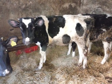 Sprzedam byczki i jałówki
