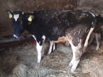Sprzedam byczki i jałówki