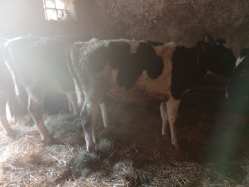 Sprzedam byczki i jałówki