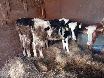 Sprzedam byczki i jałówki