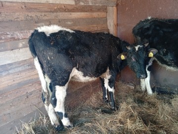 Sprzedam byczki i jałówki