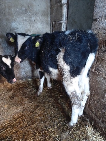 Sprzedam byczki i jałówki