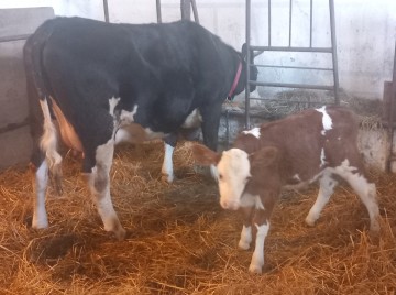 Sprzedam miesna krowe z cielakiem
