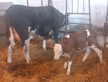 Sprzedam miesna krowe z cielakiem