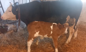 Sprzedam miesna krowe z cielakiem