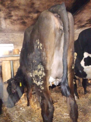 Jał&oacute;wka cielna