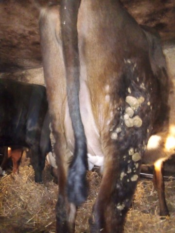 Jał&oacute;wka cielna