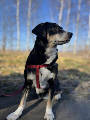 Ika - drobniutka, domowa, wychowana sunia!