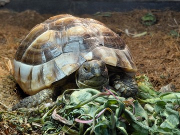 Sprzedam karme dla ż&oacute;łwia greckiego