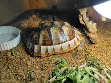 Sprzedam karme dla żółwia greckiego