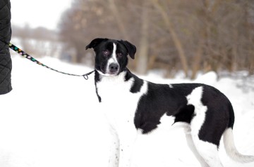 Apollo - wielki pies z wielkim sercem!