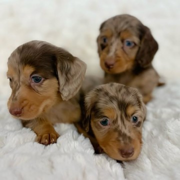 &Scaron;těňata jezevč&iacute;ka k adopci email: {{biancalaura905@gmail.com