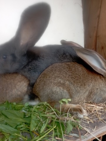 Młode kr&oacute;liki