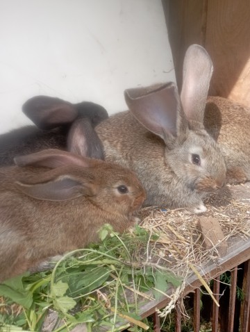 Młode kr&oacute;liki