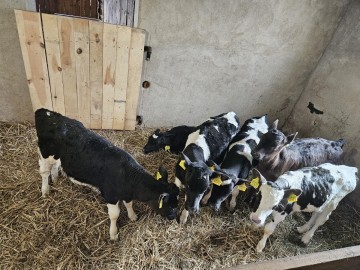 Sprzedam jał&oacute;weczki