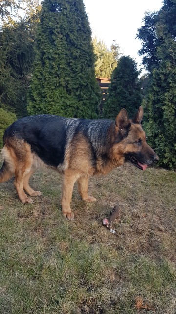 suka owczarek niemiecki