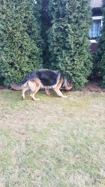 suka owczarek niemiecki