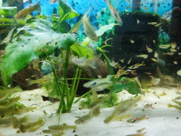 Rybki akwariowe - gupiki 30szt - na Start lub uzupełnienie