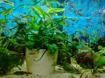 Rybki akwariowe - gupiki 30szt - na Start lub uzupełnienie