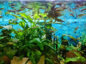 Rybki akwariowe - gupiki 30szt - na Start lub uzupełnienie