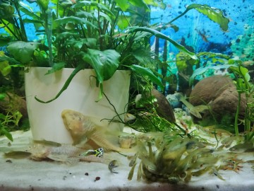 Rybki akwariowe - gupiki 30szt - na Start lub uzupełnienie