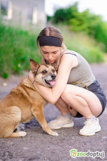 Tores - przekochany, niekonfliktowy psiak do adopcji