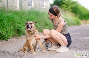Tores - przekochany, niekonfliktowy psiak do adopcji