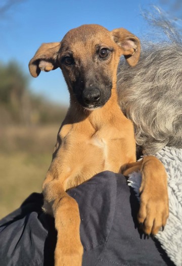 Pelasia - SZCZENIAK, cudna sunia do pokochania!