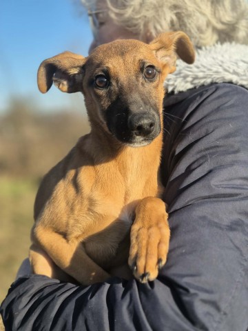 Pelasia - SZCZENIAK, cudna sunia do pokochania!