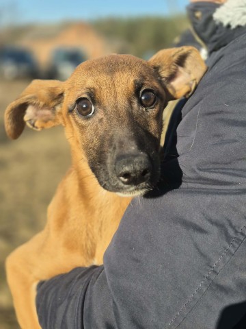 Pelasia - SZCZENIAK, cudna sunia do pokochania!