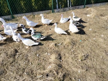 Sprzedam kaczki i kurczaki