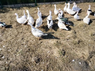 Sprzedam kaczki i kurczaki