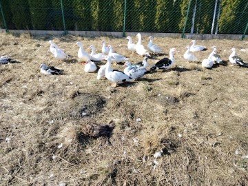 Sprzedam kaczki i kurczaki