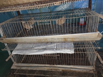 Klatka, klatki na przepiorki, dla przepi&oacute;rek