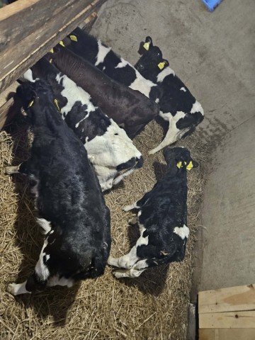 Sprzedam jał&oacute;weczki