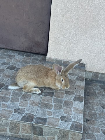 Sprzedam Samca olbrzyma belgijskiego młodego