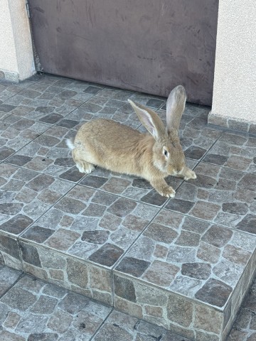 Sprzedam Samca olbrzyma belgijskiego młodego