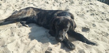 Beza - cudowna, młodziutka, niekonfliktowa sunia!