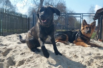 Beza - cudowna, młodziutka, niekonfliktowa sunia!