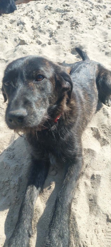 Beza - cudowna, młodziutka, niekonfliktowa sunia!