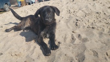 Beza - cudowna, młodziutka, niekonfliktowa sunia!